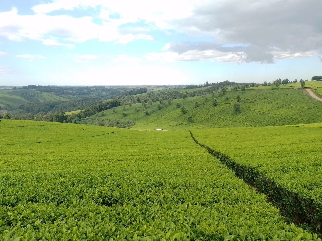 Tea Plantation
